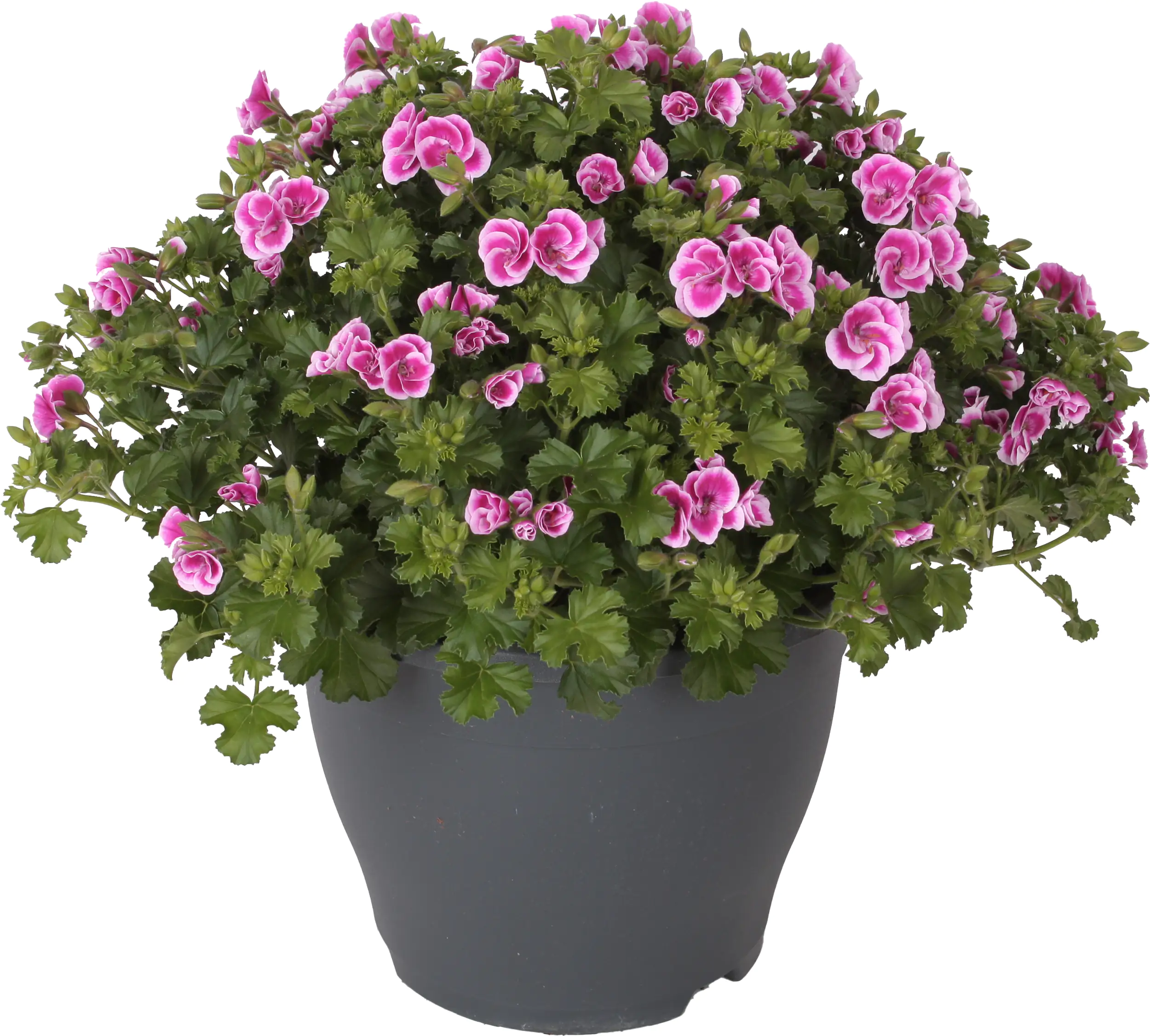 Edelgeranie Pelargonium Grandiflorum 23 Cm Topf Kaufen Globus Baumarkt