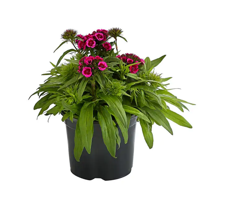 Bartnelke Dianthus Barbatus 13 Cm Topf Kaufen Globus Baumarkt