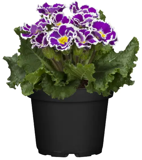 Primel Primula Acaulis In Sonderfarben H Cm Cm Topf Kaufen