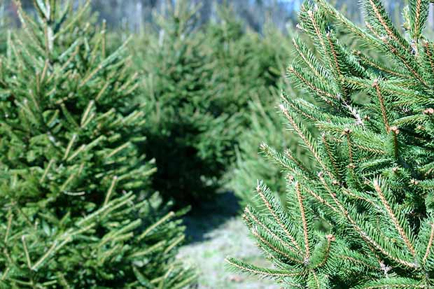 Weihnachtsbaum pflegen: so bleibt er frisch! lange
