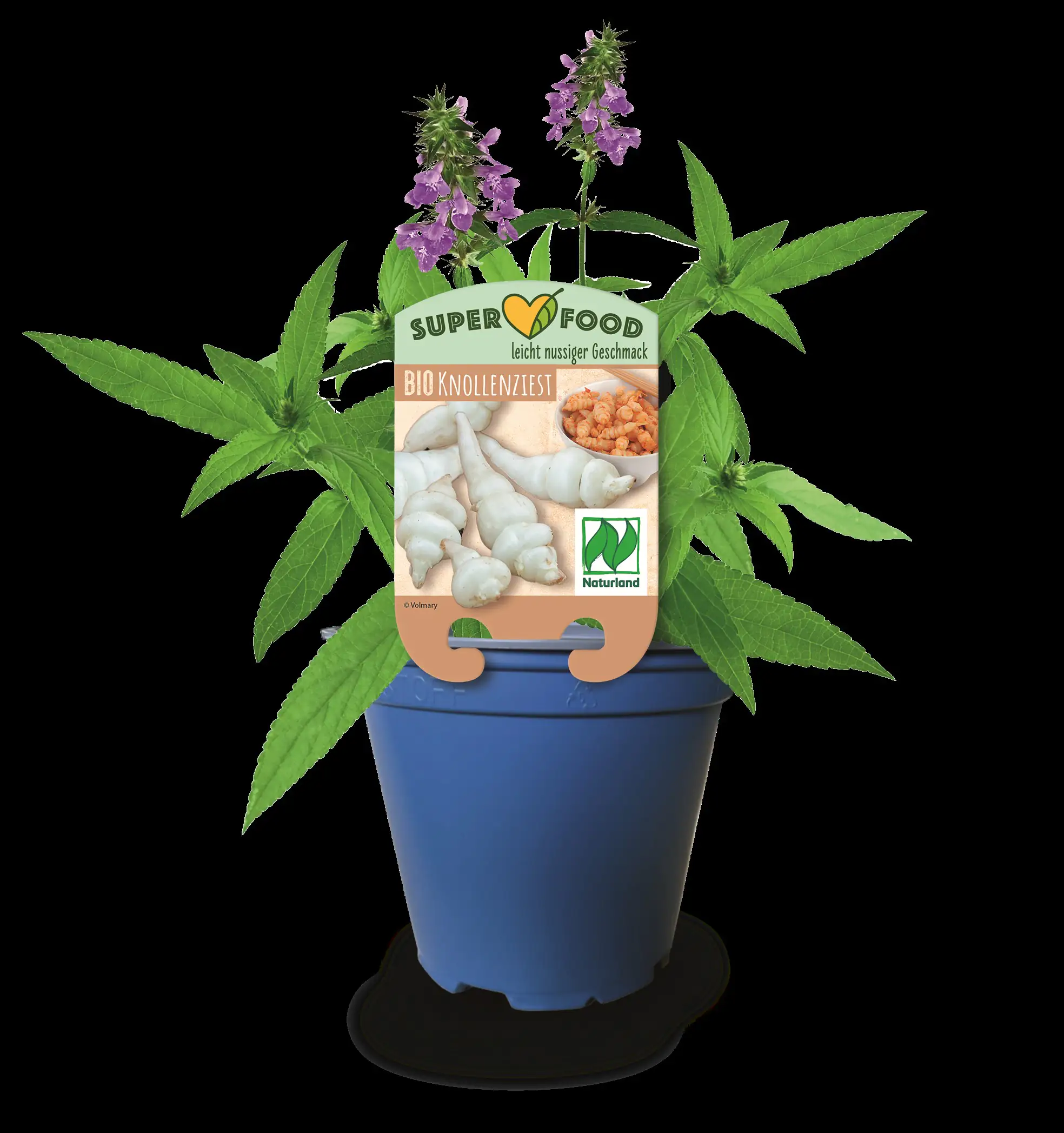 Knollenziest Stachys Sieboldii H Ca 30 Cm 13 Cm Topf Kaufen | Globus ...