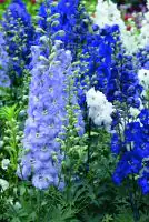 Rittersporn Delphinium H ca 40 cm 23 cm Topf