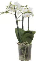 Orchidee Phalaenopsis Multiflora 50 cm hoch, 12 cm Topf