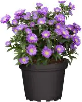 Aster Mystery Lady 12 cm Topf