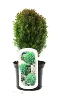 Kugelthuja Teddy 15-20 cm 2 L Container