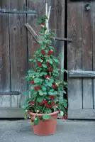 Hummi Erdbeerpflanze Klettertoni H 5 - 10 cm 10 cm Topf