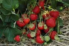 Erdbeerpflanze Senga®-Sengana® 9er Schale