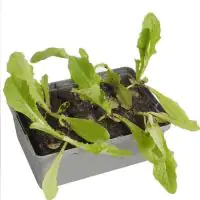 Romana Salat Lactuca sativa var. Romana 6er Schale