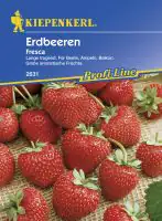 Kiepenkerl Erdbeere Fresca Fragaria ananassa, Inhalt: ca. 30 Pflanzen