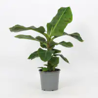 Musa Tropicana Bananenpflanze ca. 70 - 90 cm hoch 19 cm Topf