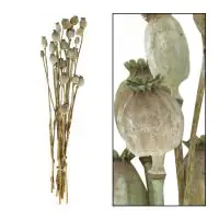 Dijk Trockenblumen Papaver Bündel grün 52 x 11 x 7 cm