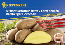 Kiepenkerl Pflanzkartoffel Ratte/Bamberger Hörnchen 5 Stück