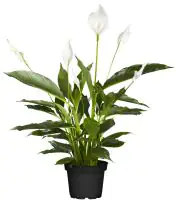 Einblatt Spathiphyllum Torelli H ca. 40 cm 12 cm Topf