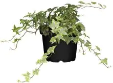 Efeu Hedera grün 13 cm Topf 13 cm Topf