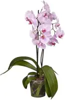 Schmetterlingsorchidee Phalaenopsis rosa 2-Trieber H ca. 55 cm 12 cm Topf