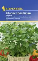 Kiepenkerl Zitronenbasilikum Zitronenbasilikum einjährig Ocimum basilicum, Inhalt: ca. 150 Pflanzen