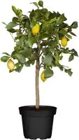 Zitronenbaum Citrus Limon H ca 80 cm 23 cm Topf