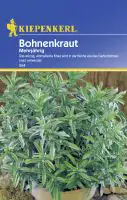 Kiepenkerl Bohnenkraut Bohnenkraut mehrjährig Satureja montana, Inhalt: ca. 50 Pflanzen