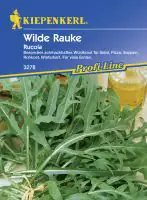 Kiepenkerl Rucula Wilde Rauke ca. 100 Pflanzen
